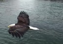 Incredible Shot of Eagle Up Close