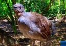 INCRÍVEIS CANTOS DA AVE LYRE BIRD - AUSTRALIA
