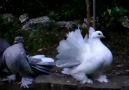 Indian Fantail Pigeons