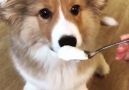 I NEED A CORGI