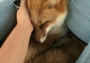 I need a fox in my life