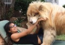 I need this giant dog in my life