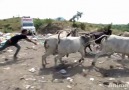Injured cow gets a new life