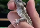 In Love with this baby horned lizard