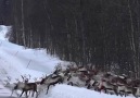 In Norway we close the main roads so reindeer can close safely