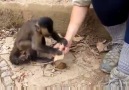 İnsana Alet Kullanmayı Öğreten Maymun