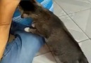 İnsan Dostunun Koltuk Altı Kokusuyla Kendinden Geçen Kedi