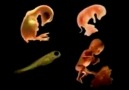 İnsan Embriyosunda Ortak Kökenin İzleri