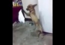 İNSAN GİBİ HALAY ÇEKEN KÖPEK ) TEY TEY TEYYY)