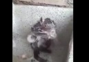İnsan gibi yıkanan fare izleyenleri şaşırtıyor..
