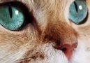 İnsanı kendine hayran bıraktıran Kedi Gözleri