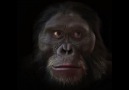 İnsan yüzünün 6 milyon yıllık evrimi
