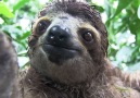 Inside a Baby Sloth Orphanage and Rescue Center