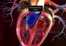 INTERNAL STRUCTURE OF THE HEART
