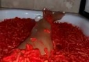 In The Know Daily - This girl is taking a bath in Flamin Hot Cheetos Facebook