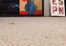 Introducing the carpet shark