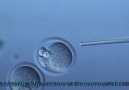 İn vitro  ortamda  fare yumurta hücresinin döllenmesi