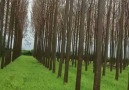iPaulownia - Beautiful plantation ready to be...