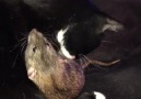 Isabela Silva - Adotei um gato pra controlar os ratos...