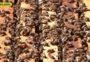 İşçi arı hakkında - Taner ilbas ile aricilik