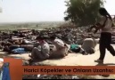 İşid Katliamı ve Gerçekler