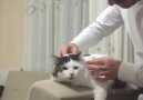 Islak Burunlar - Sahibine masaj yaptırtan ve sahibiyle konuşan kedi Facebook