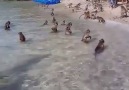 Island of monkeys in Thailand