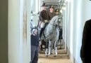 İspanyol Binicilik Okulu / Spanish Riding School