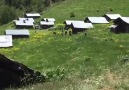 İspir Sayfası - Yıldıztepe Köyü (Hotar) YaylasıVideo...