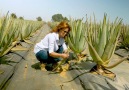 Israel Agriculture Love - Agriculture Technology - Aloe vera farming Facebook
