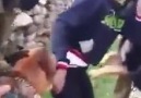 Israeli soldiers set dogs on Palestinian youth