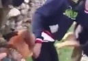 Israeli soldiers set dogs on Palestinian youth