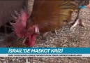 İsrail ekibi Bnei Yahudanın maskotu olan Rambo isimli horoz kriz yarattı.