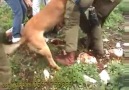 İsrail Terörist Devleti Müslümanların Üzerine Köpek Salıyor !