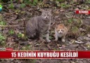 İstanbulda kedi vahşeti!