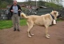 İstanbulun en Büyük Köpeği Garip :) (90 Cm )