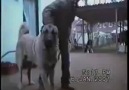 İşte Bizim Dünyaya Ün Salan Kangal köpeklerimiz..