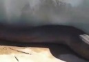 İşte Dünyanın En Uzun Yılanı Şanlıurfada Görüldü O