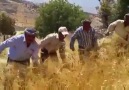 İşte en güzel en doğal görüntüler _Kürt tarım işçileri