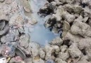 İşte Size Ahtapot Avı...