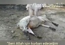 İşte TESLİMİYET Seni Allah İçin Kurban... - Abid El AZAV