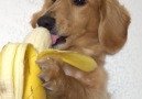 Is there anything cuter than this tiny puppy munching on a banana