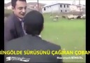 İsveçli Çoban ve bizdeki Çoban . . . Tebessüm Amaçlı Paylaşım )