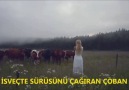 İsveçli çoban vs Türk çoban