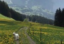 İsviçrede köpeğinizi gezintiye çıkarmak.