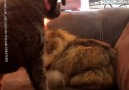 It&Gone Viral - Dog Pets Cat Cat Hugs Dog Facebook