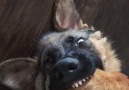 I think my dog is broken. His face at the end...