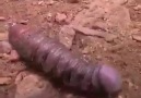Its a cockapillar