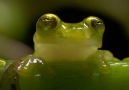 Its easy to see why this amphibian is nicknamed the ninja frog.