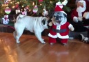 Its MY turn to wear the Santa costume!